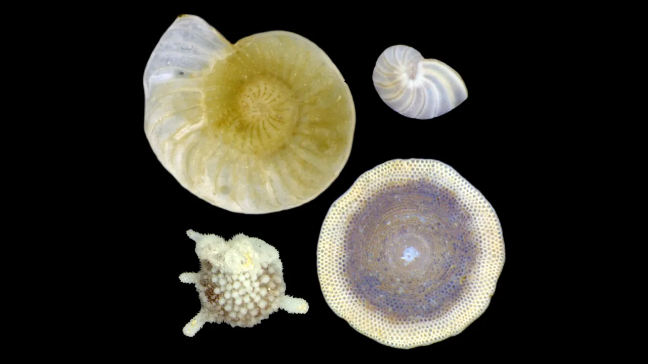 Foraminiferen