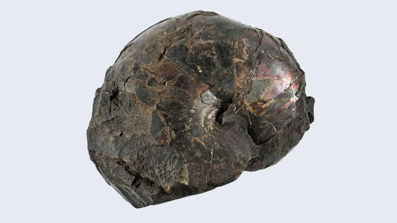 Nautilus butonensis