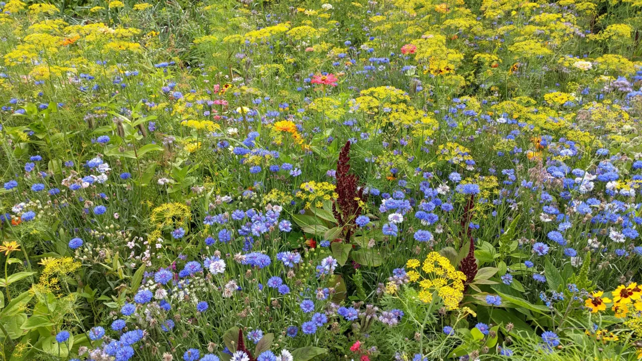Wilde bloemen