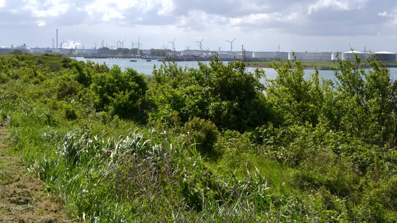 De haven van Rotterdam gezien vanaf Rozenburg