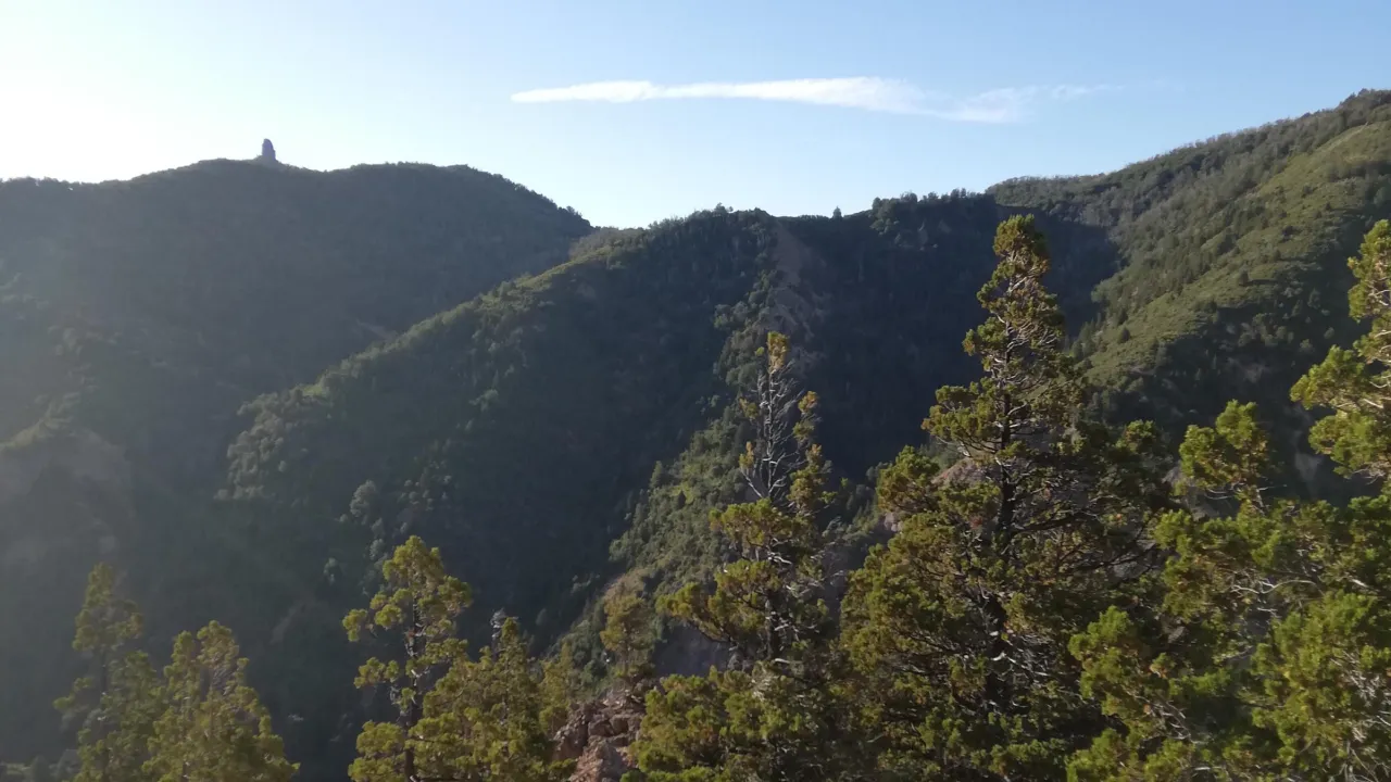 Patagonian forest in Argentina