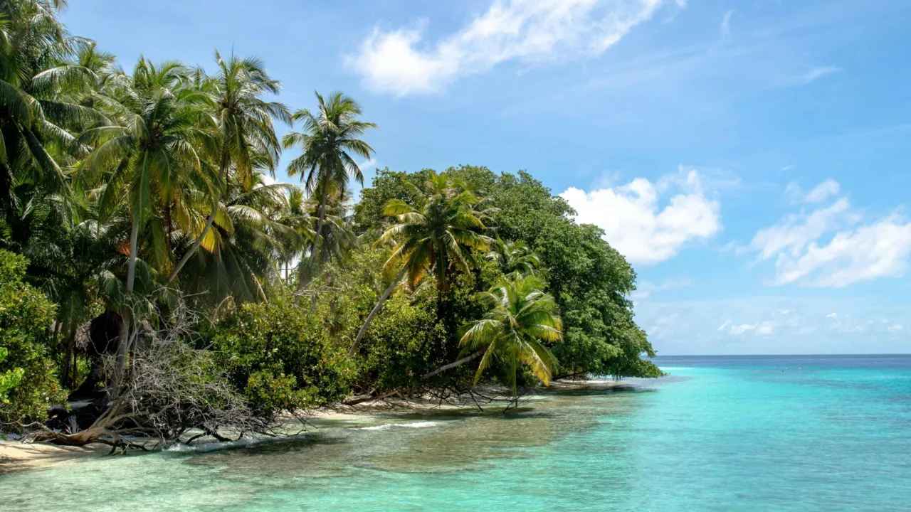 tropical forest and coconut palm trees