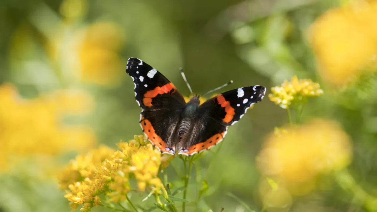 Atalanta op een bloem