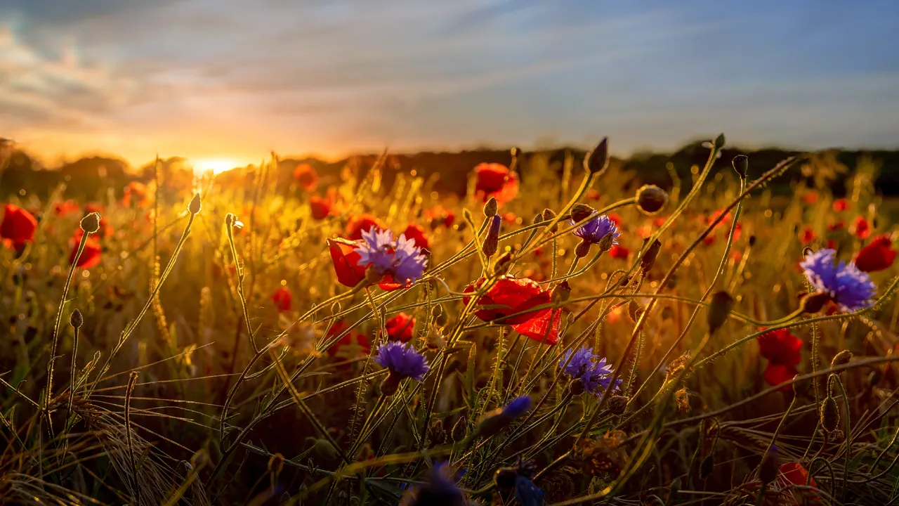 Bloemenrand langs een akker in Denemarken