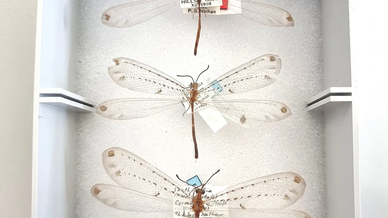 The three antlion specimens from Naturalis