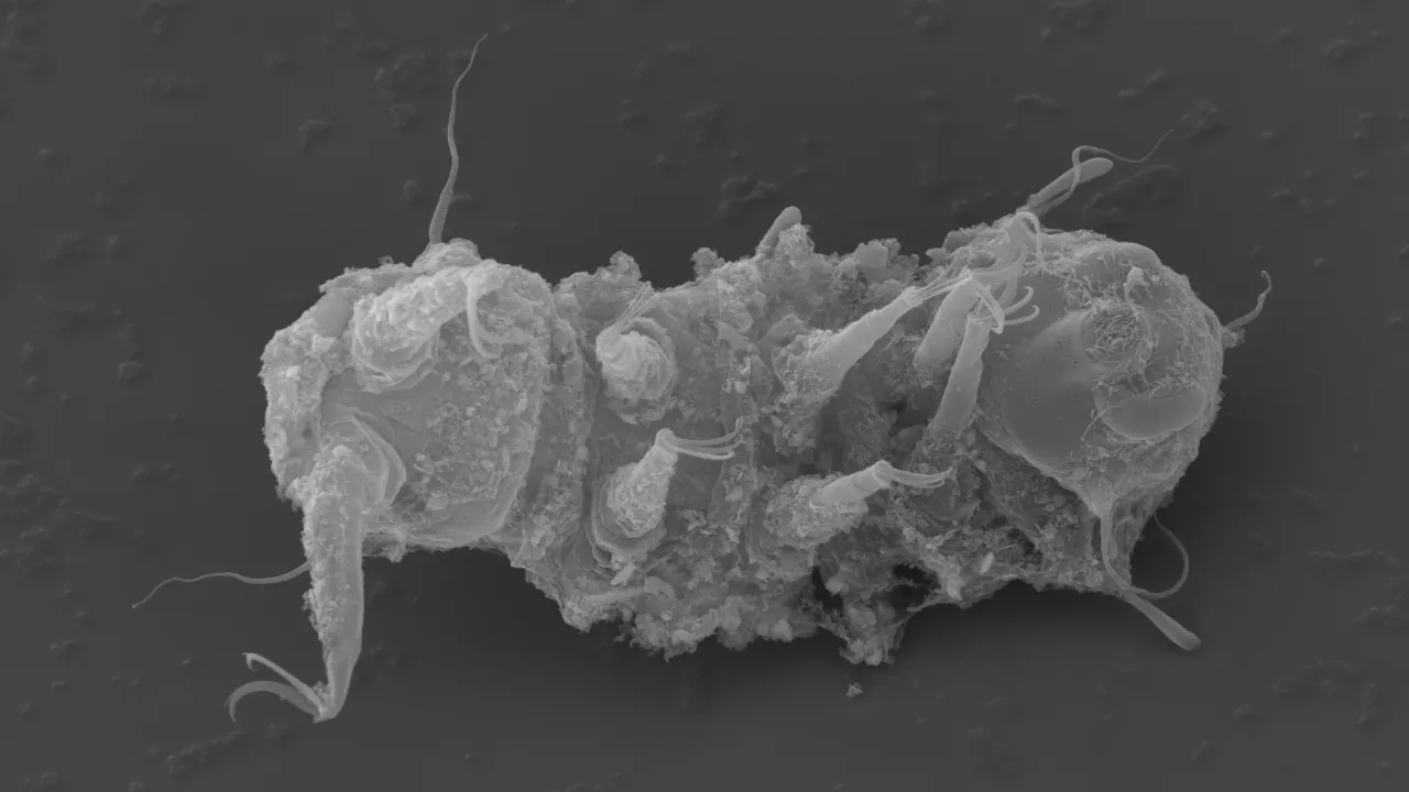 Megastygarctides, a marine tardigrade
