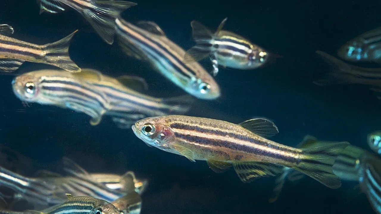 Zebrafish - Photo by Lynn Ketchum, courtesy of Oregon State University