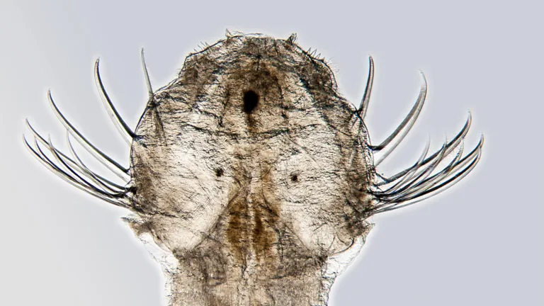 Sagitta setosa