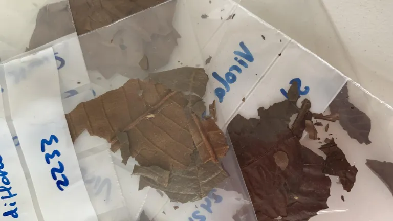 Herbarium specimens