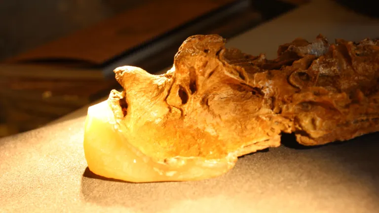 Nefudina fossil