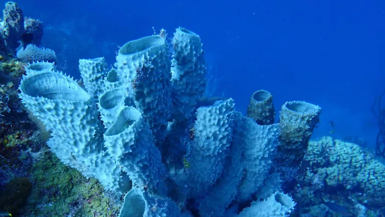 Sponge