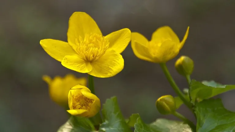 Dotterbloem