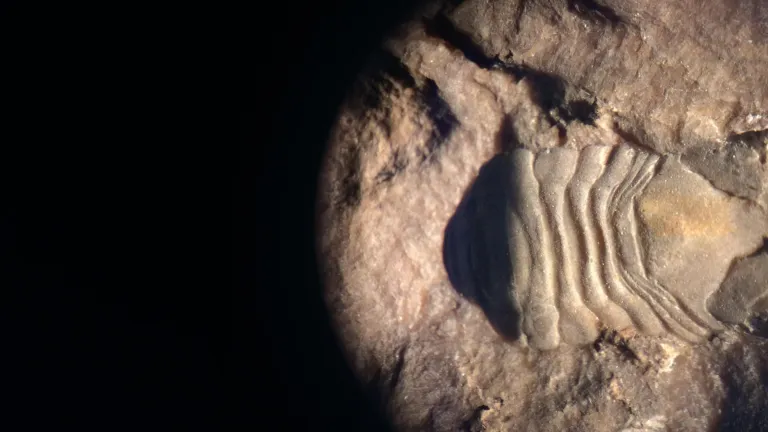 isopoda Paleocene