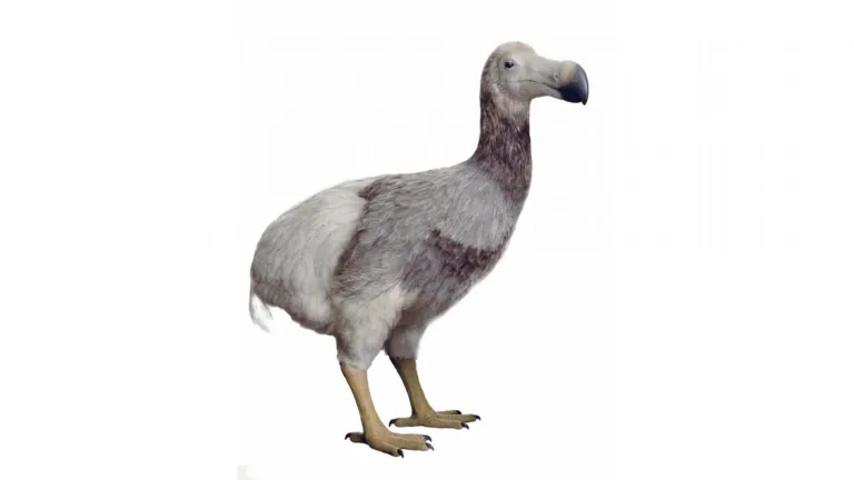 Dodomodel Jan Hakhof