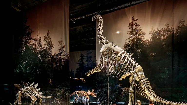 Dinotijd overzicht