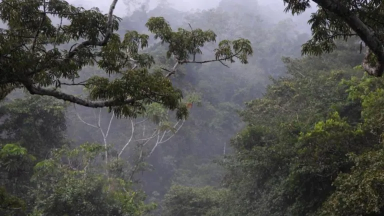 Rainforest