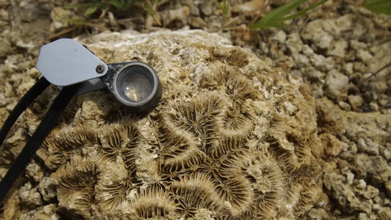 Fossil coral