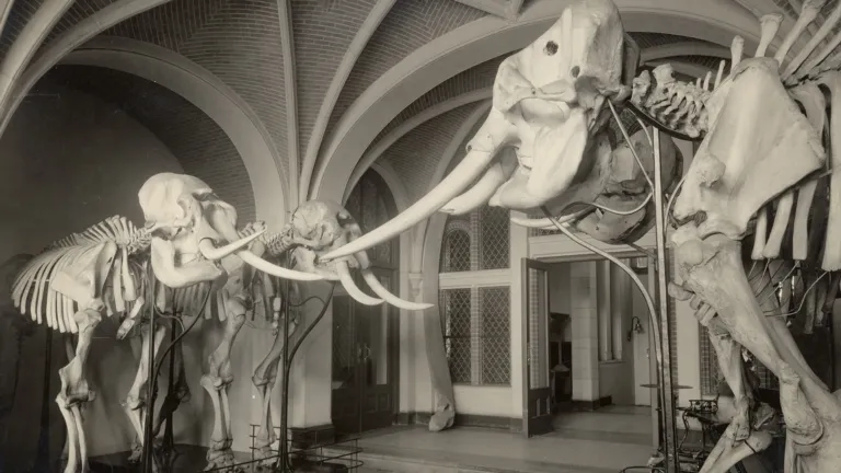 Olifanten in het oude museum