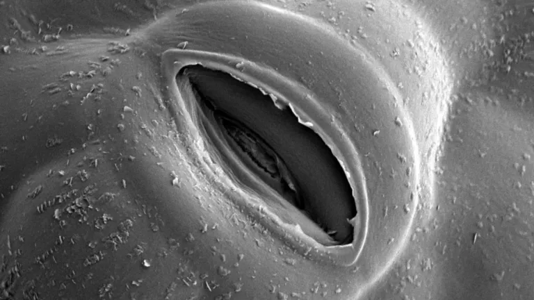 Open stomata