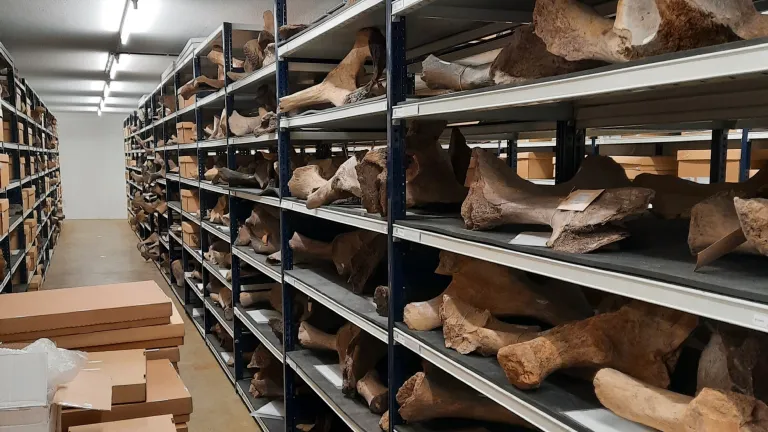 Collectie Naturalis