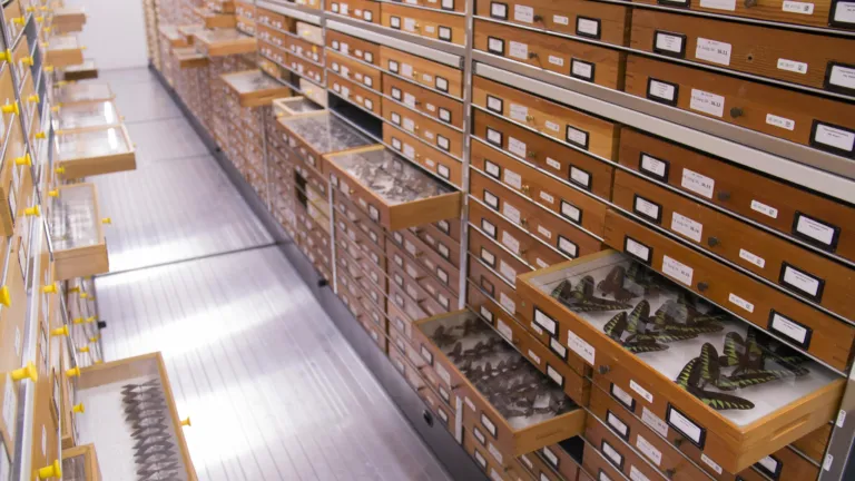 Butterflies in the Naturalis collection