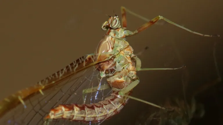 Cloeon dipterum