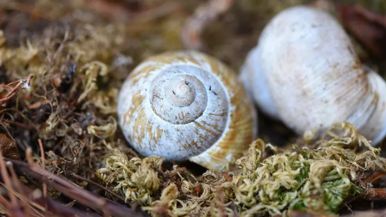 Shell of a snail 