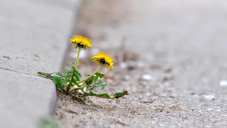 Paardenbloemen