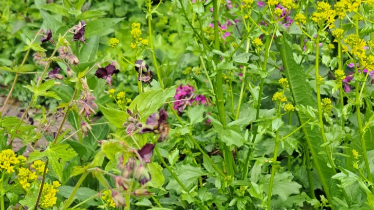 Heemtuin