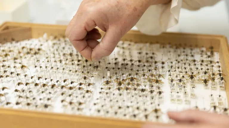 Behoud werkzaamhedend van geprepareerde insecten 