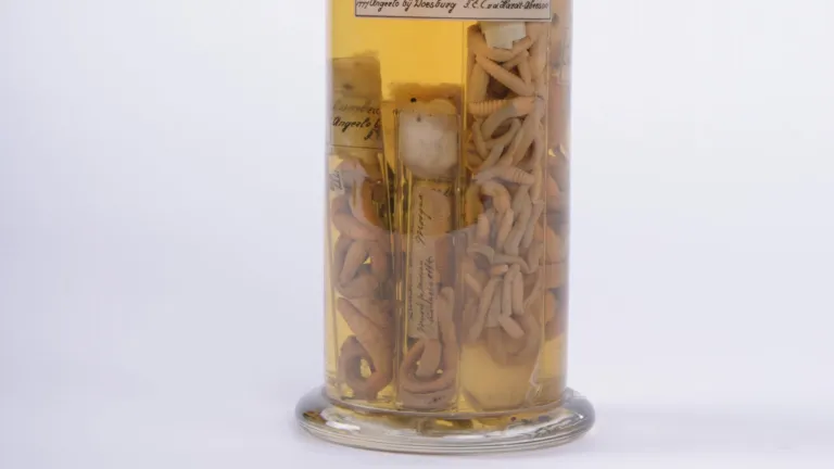 Gewone regenworm (Lumbricus terrestris)