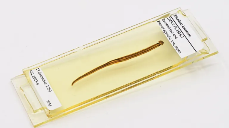 Bipalium kewense