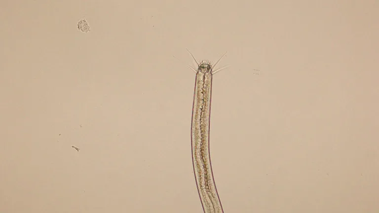 nematode
