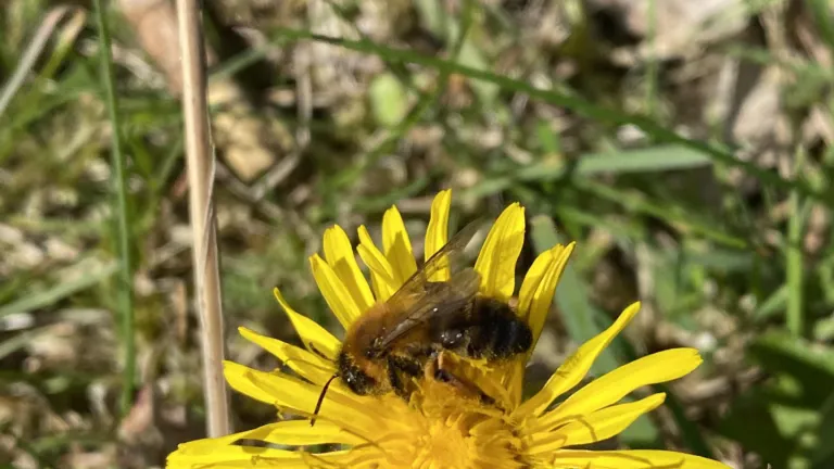 Bij op gele bloem