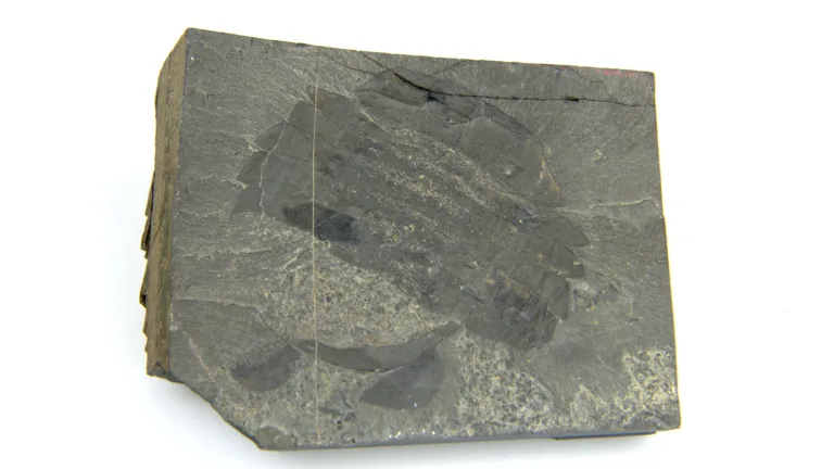 Burgess Shale fossiel