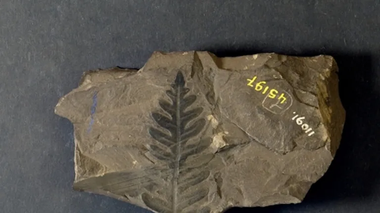 Plantenfossiel Jongmanscollectie
