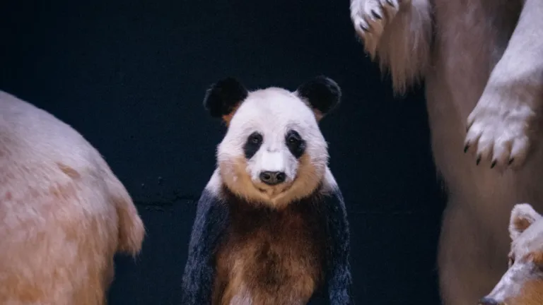 panda zittend