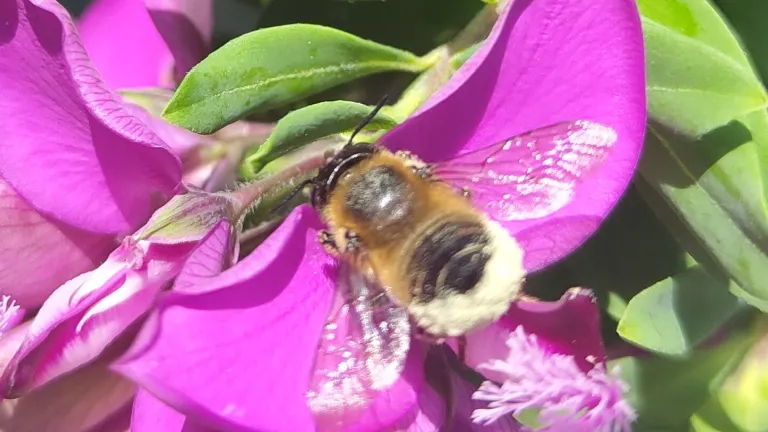 Bee interactie