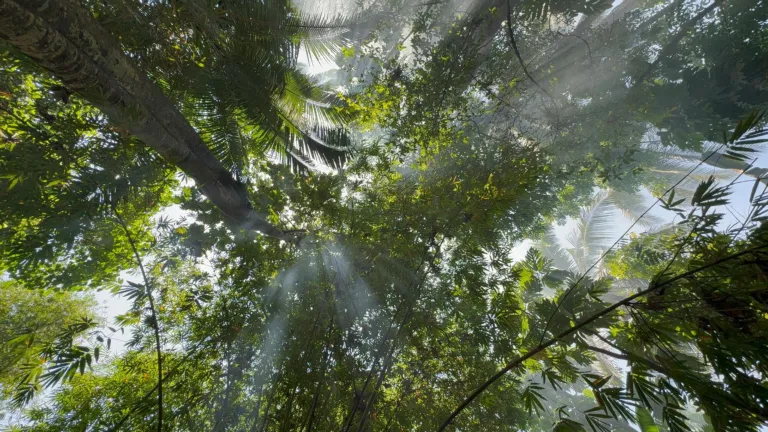 tropical forest and coconut palm trees