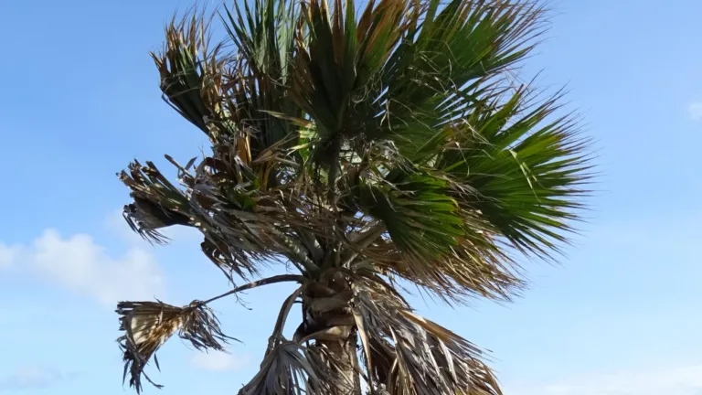 Bonairepalm