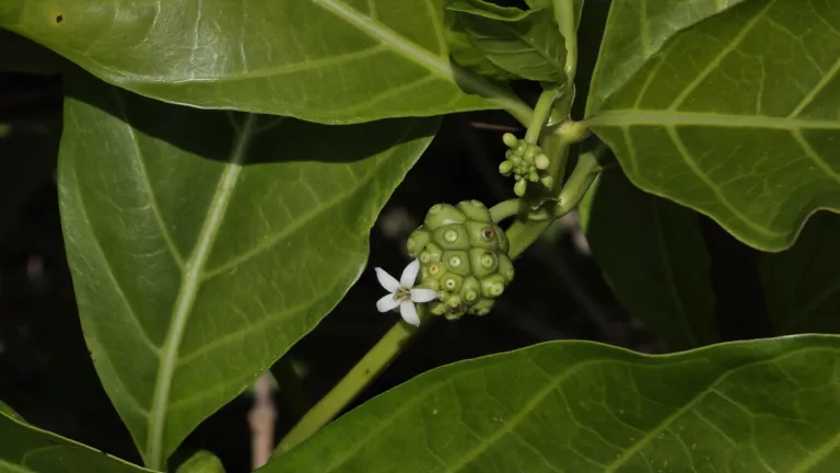 Morinda