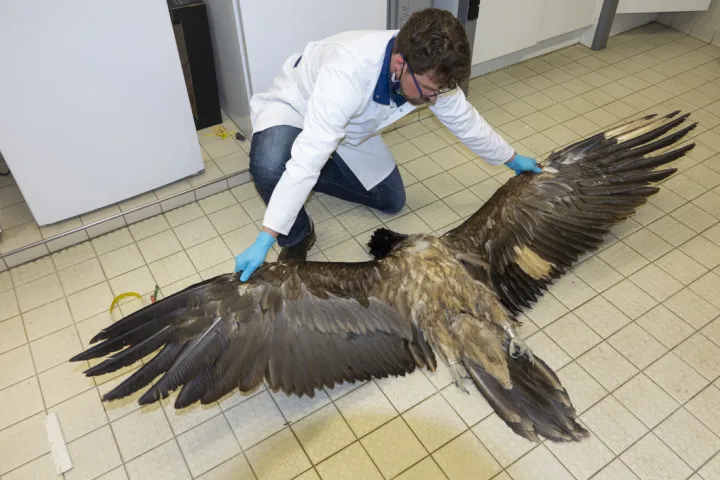 Lammergier Angèle op de vloer in een lab