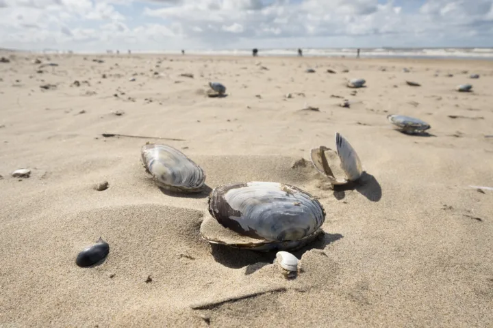 Schelpen op het strand