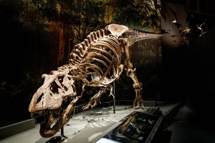 T. rex Trix in zaal Dinotijd