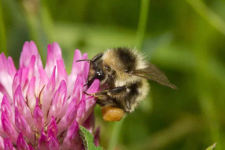 zandhommel