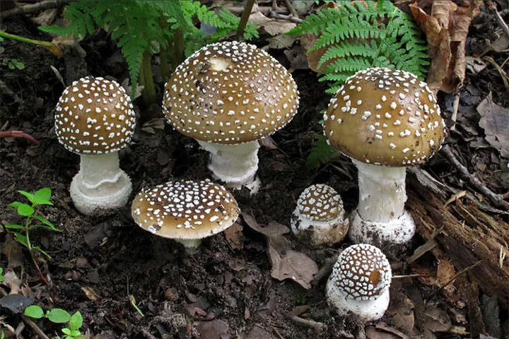 Dutch mushrooms