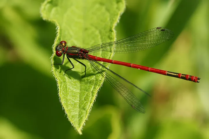 Libelle