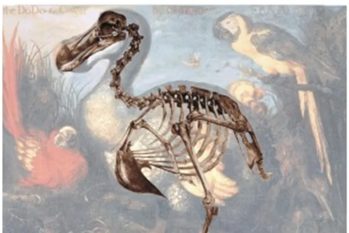 Dodo reconstructie