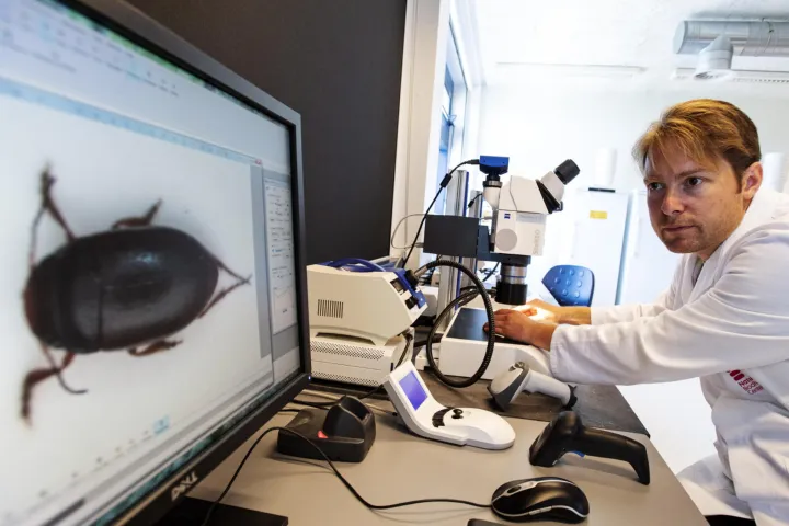 Insect op scherm