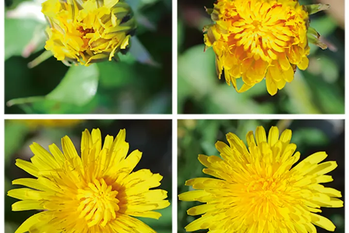 paardenbloemen